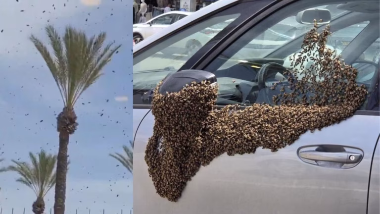 اسرائیل کو ’’قدرت کی سزا‘‘، لاکھوں شہد کی مکھیوں کا ’’حملہ‘‘، ویڈیوز وائرل