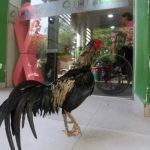 مالک مرگیا لیکن مرغا برسوں سے اسپتال کے باہر اسکا انتظار کرتارہا
